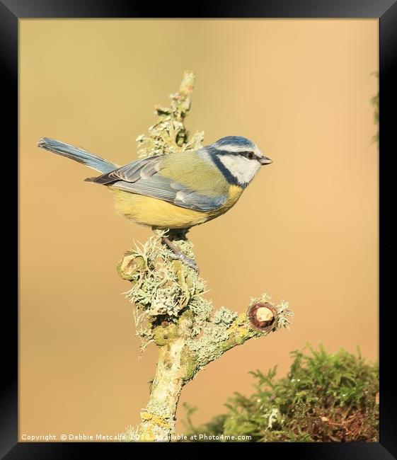 A quick rest stop for Blue tit  Framed Print by Debbie Metcalfe