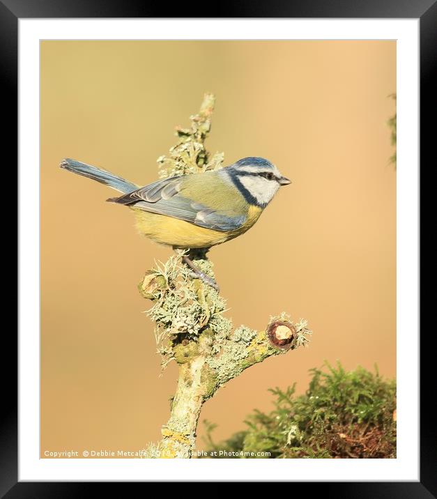 A quick rest stop for Blue tit  Framed Mounted Print by Debbie Metcalfe