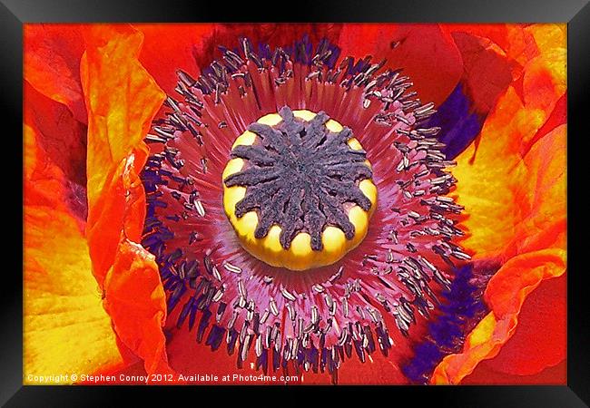 Poppy Head Framed Print by Stephen Conroy