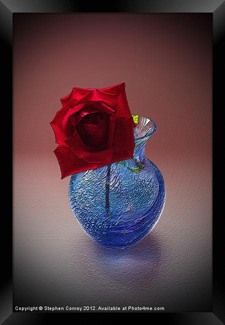 Still Life with Red Rose Framed Print by Stephen Conroy
