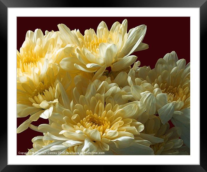Chrysanthemums Close Up Framed Mounted Print by Stephen Conroy