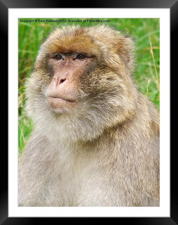 Barbary Macaque Framed Mounted Print by Sam Pattison