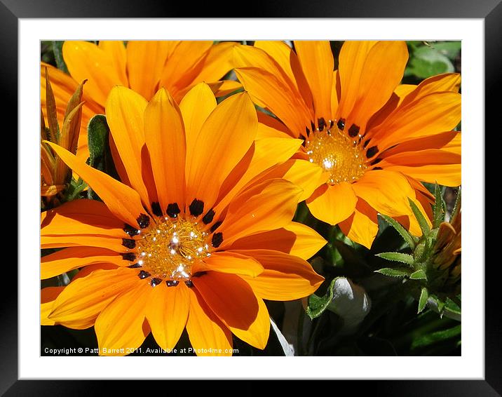 Starshine  Orange Glitter Daisy Framed Mounted Print by Patti Barrett