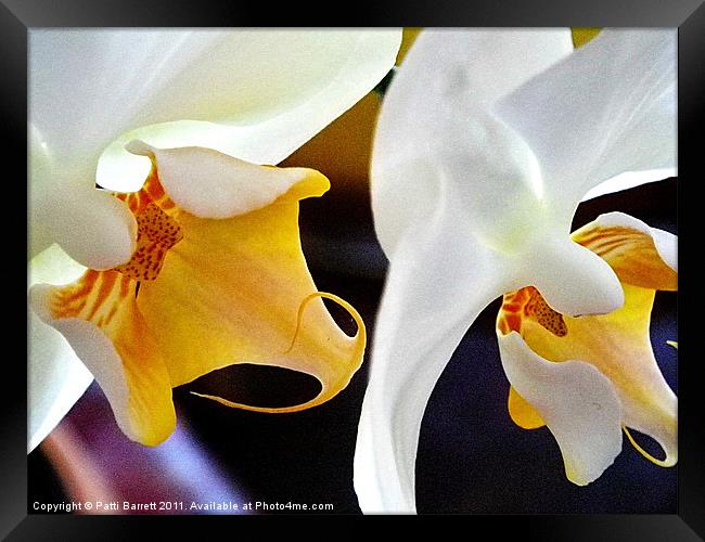 White orchids, macro Framed Print by Patti Barrett