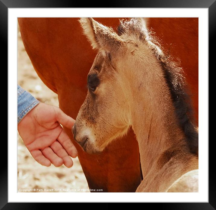 Colt, 12 hours old Framed Mounted Print by Patti Barrett