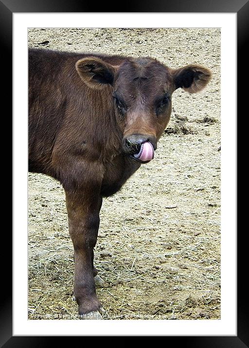 Calf,Angus Framed Mounted Print by Patti Barrett