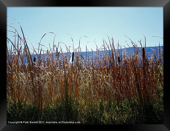 Fall Cat tails with Grand Mesa Background Framed Print by Patti Barrett