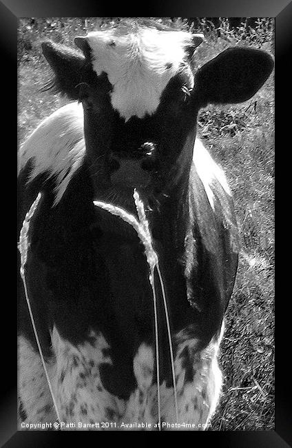 Calf in black and white Framed Print by Patti Barrett