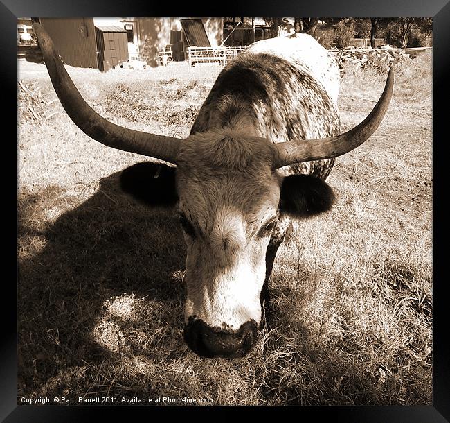 Texas Longhorn Framed Print by Patti Barrett