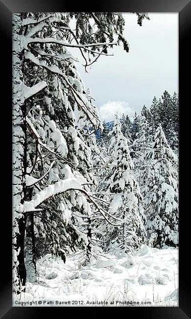 Winter pine trees Framed Print by Patti Barrett