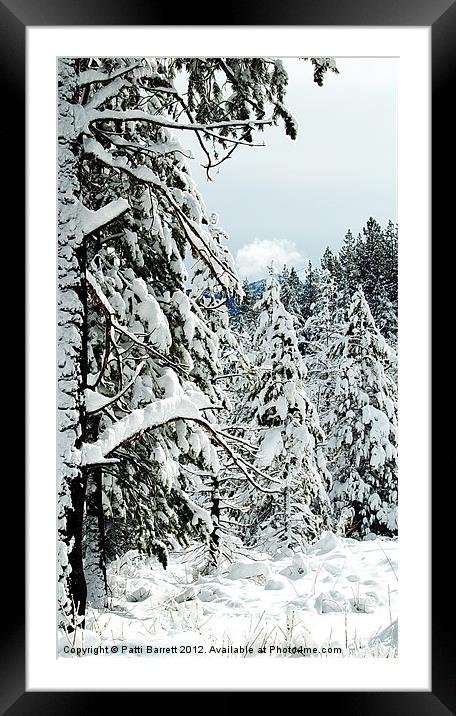 Winter pine trees Framed Mounted Print by Patti Barrett