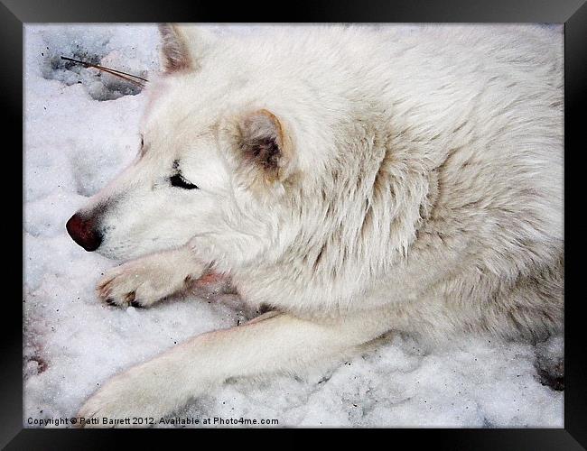 White Wolf Framed Print by Patti Barrett