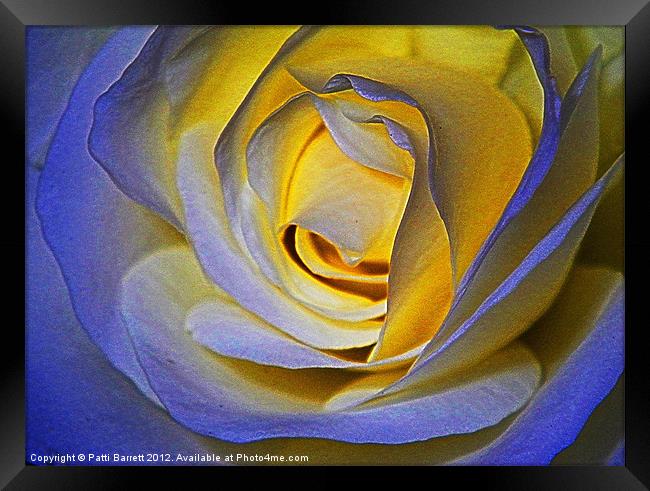 Rose in blue and gold Framed Print by Patti Barrett