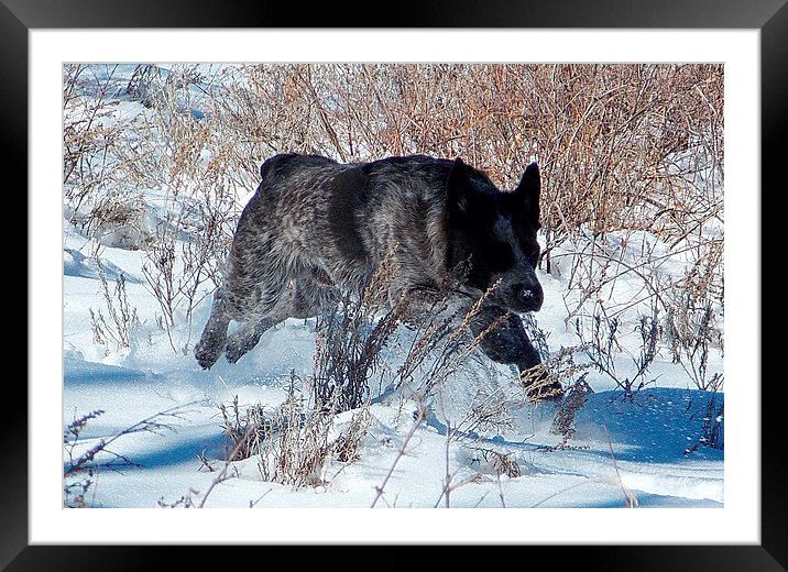 Blue dog in the snow Framed Mounted Print by Patti Barrett