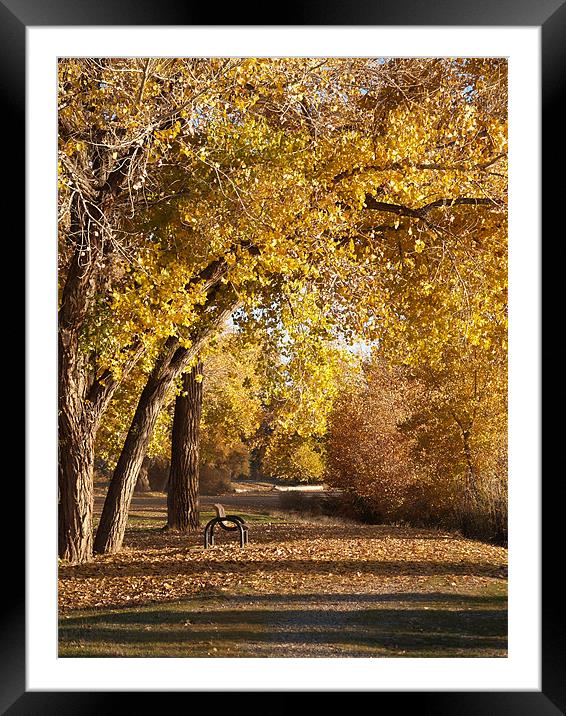 Fall Path Framed Mounted Print by Patti Barrett