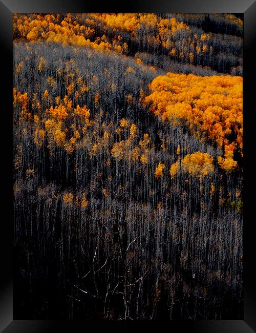  Just before winter forest in Colorado Framed Print by Patti Barrett