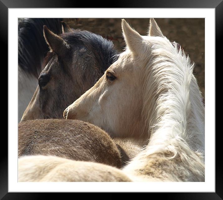 Horses duet Framed Mounted Print by Patti Barrett