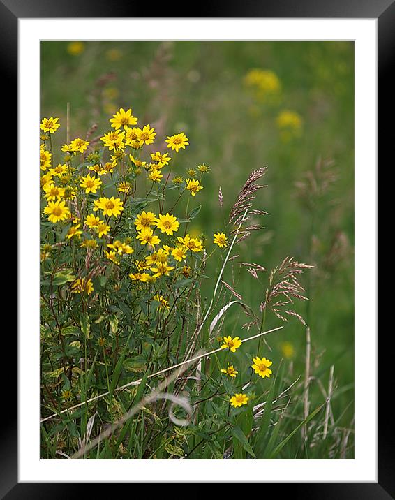 Wild Daisy Wild Wheat Framed Mounted Print by Patti Barrett