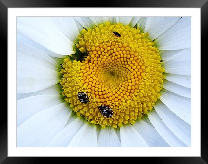 Pollen Harvest in the white daisy Framed Mounted Print by Patti Barrett