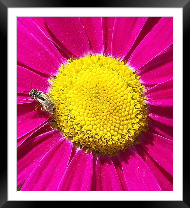 Daisy, Bee yellow and pink Framed Mounted Print by Patti Barrett
