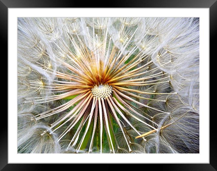 Dandilion Center Framed Mounted Print by Patti Barrett