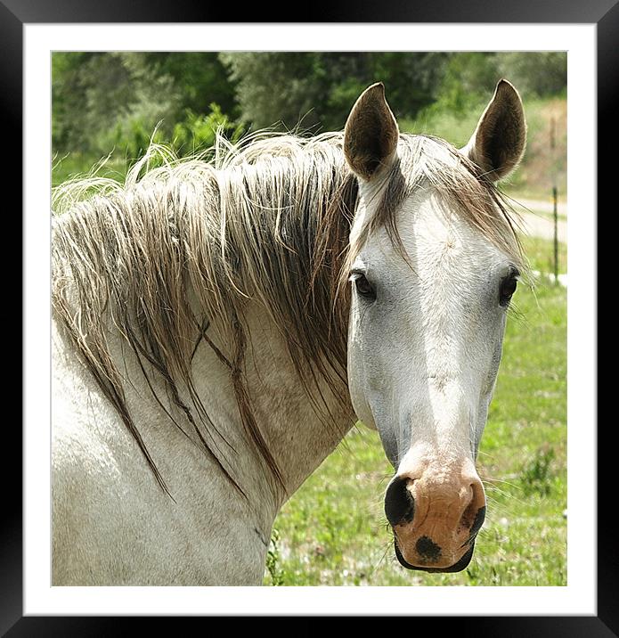 Horse Portrait, arab Framed Mounted Print by Patti Barrett