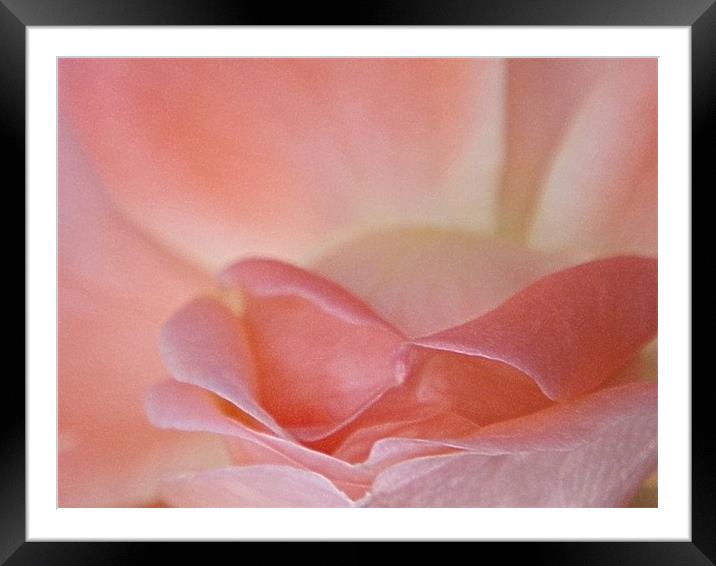 Rose pink blooming macro Framed Mounted Print by Patti Barrett
