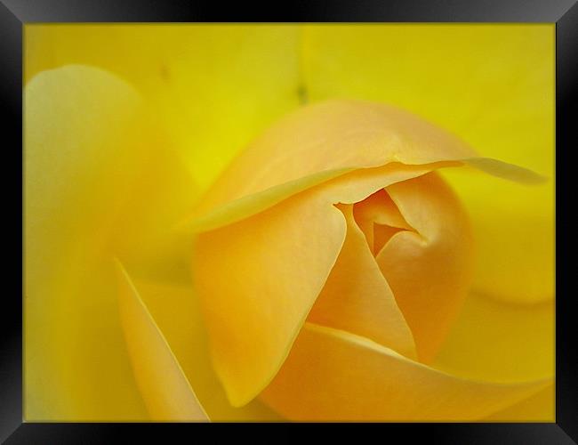 Rose bud yellow macro Framed Print by Patti Barrett