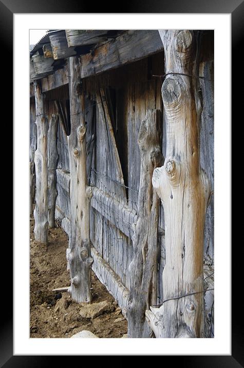 The Calving Barn Framed Mounted Print by Patti Barrett