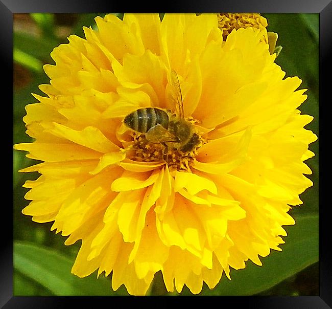 Bee in flower macro Framed Print by Patti Barrett