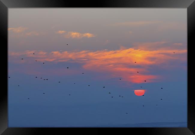Sunset with birds Framed Print by Cristian Mihaila