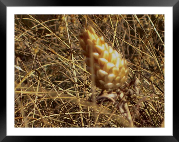 Golden and lost immortelle Framed Mounted Print by Benoit Charon