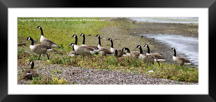 Geese out for a Stroll Framed Mounted Print by Diana Symes