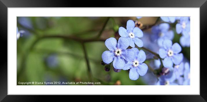 Forget Me Not Framed Mounted Print by Diana Symes