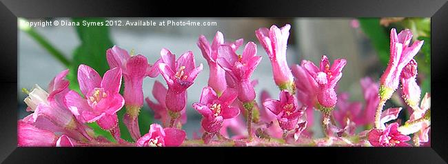 Pink Confettii Framed Print by Diana Symes