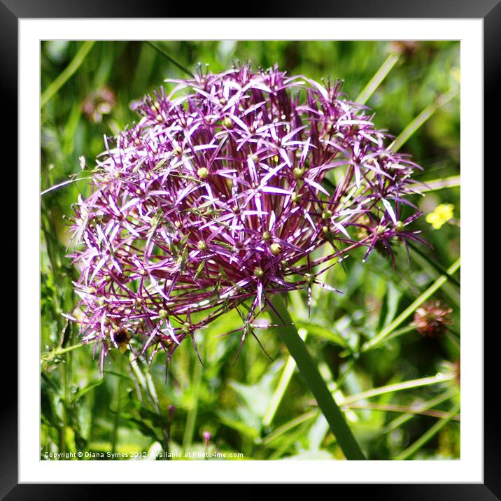 Allium in Bloom Framed Mounted Print by Diana Symes