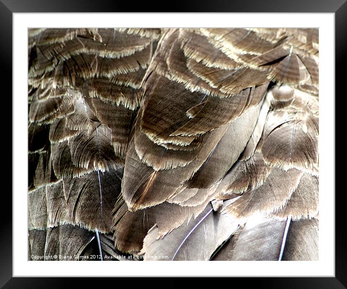 Beautiful Feathers Framed Mounted Print by Diana Symes