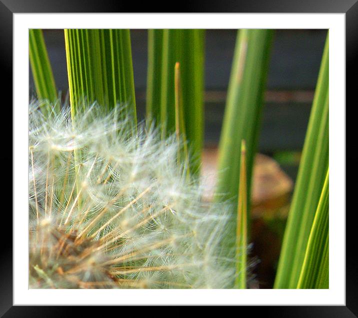 Ready to fly Framed Mounted Print by Diana Symes