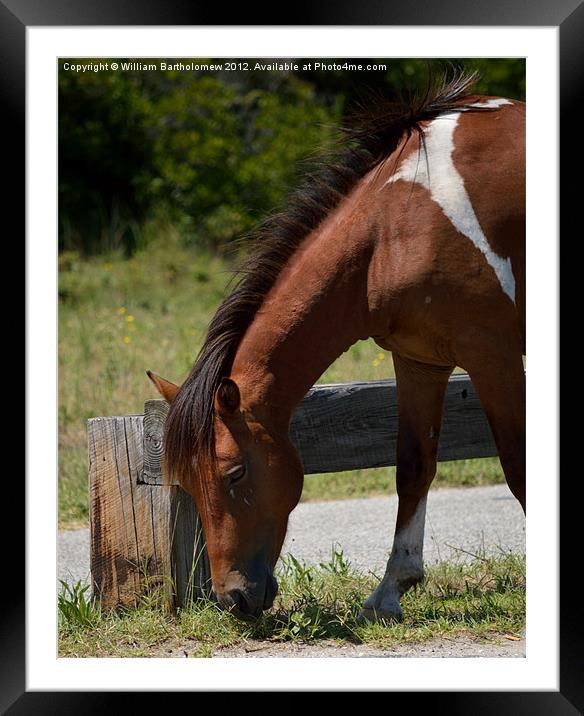 Wild Pony Snack Time Framed Mounted Print by Beach Bum Pics