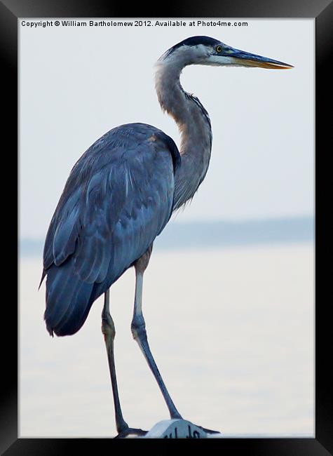 Blue Heron Framed Print by Beach Bum Pics