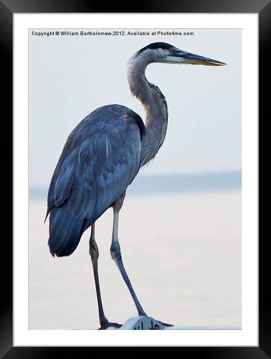 Blue Heron Framed Mounted Print by Beach Bum Pics