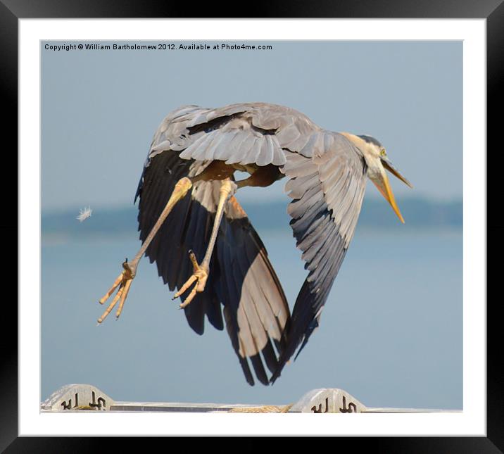 Heron Takes Flight Framed Mounted Print by Beach Bum Pics