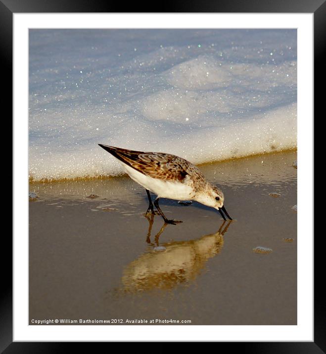 Beach Bird Framed Mounted Print by Beach Bum Pics