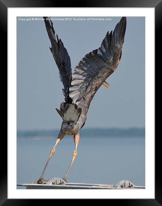 Heron Hands Up Framed Mounted Print by Beach Bum Pics
