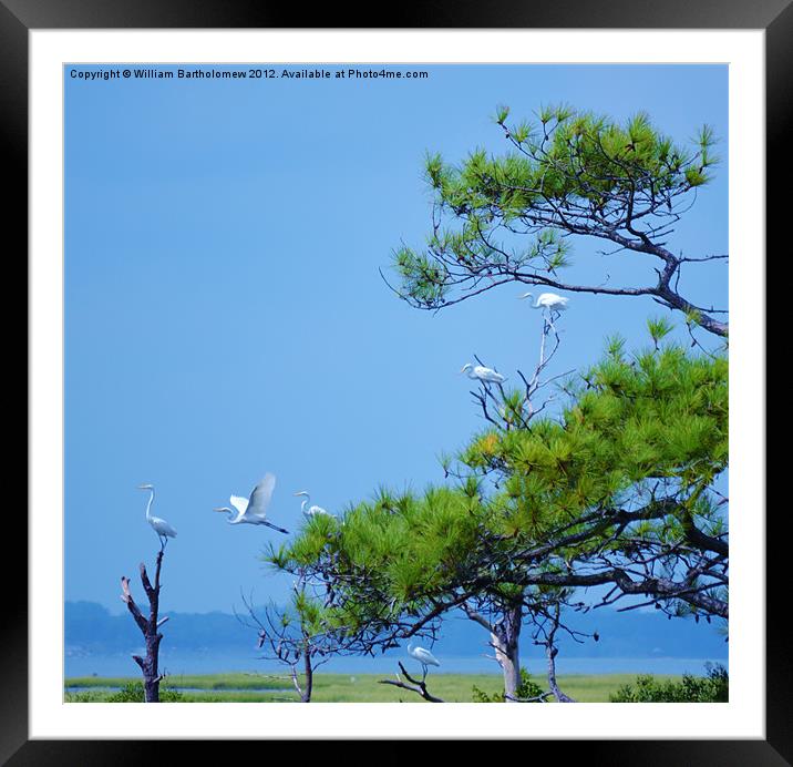 Flock of Great Egrets Framed Mounted Print by Beach Bum Pics