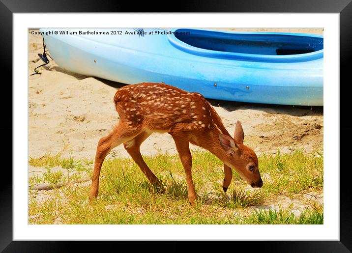 Fawn Framed Mounted Print by Beach Bum Pics