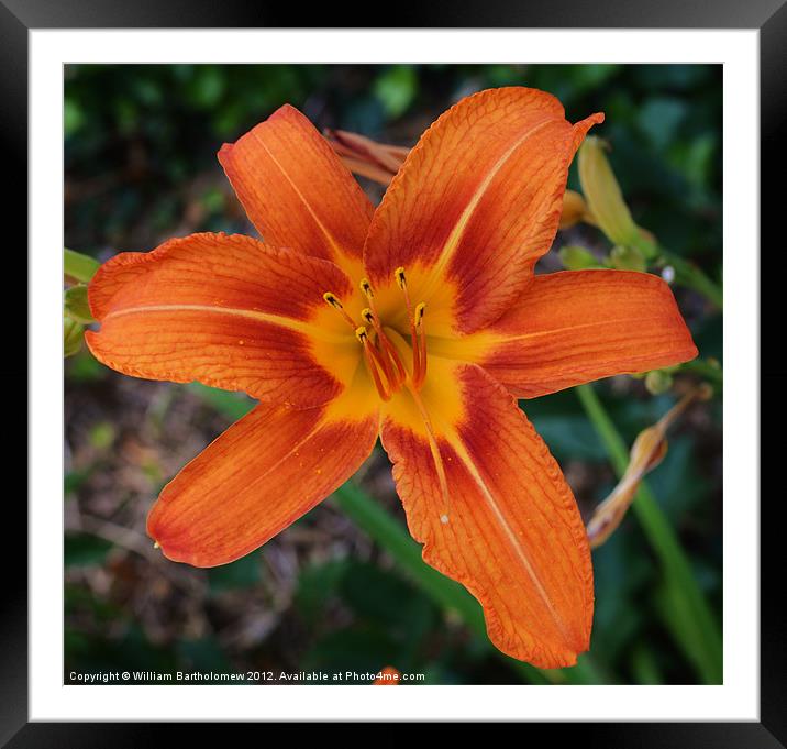 Tiger Lily Framed Mounted Print by Beach Bum Pics