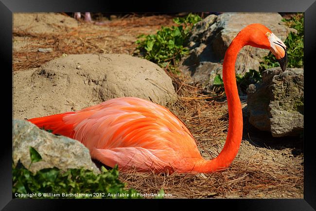 American Flamingo Framed Print by Beach Bum Pics