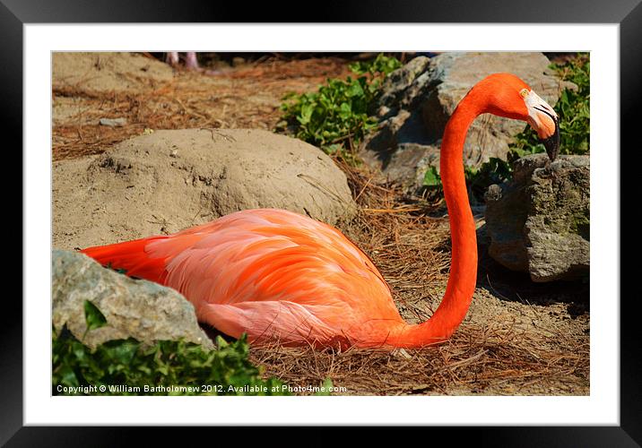 American Flamingo Framed Mounted Print by Beach Bum Pics