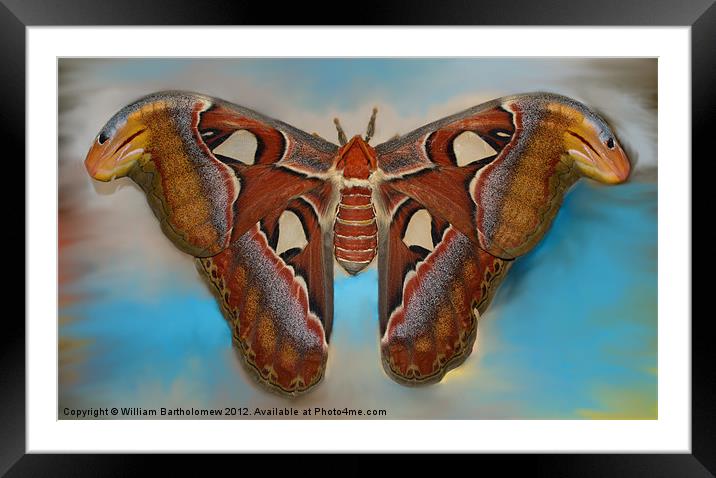 Giant Silk Moth Framed Mounted Print by Beach Bum Pics